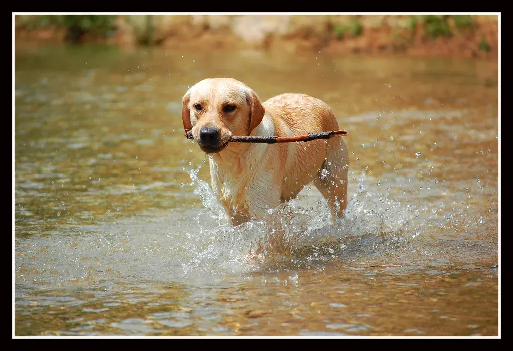 #11. Labrador Retriever (Kevin Rodriguez Ortiz, Flickr, CC BY 2.0)