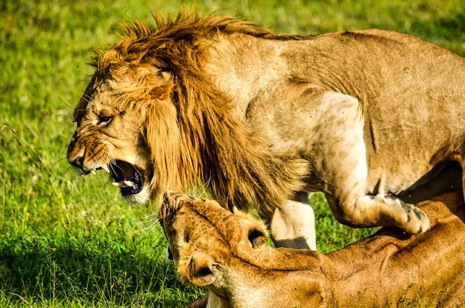 #5. Leo: The Territorial Lion (Image Credits: Pexels)
