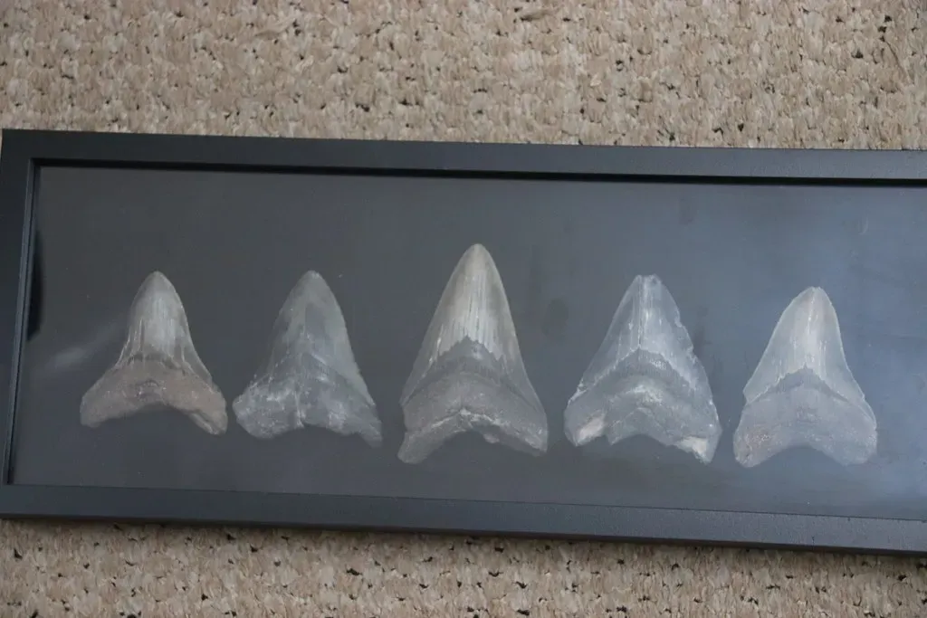 Megalodon Looked Nothing Like the Movie Version (Image Credits: Flickr)