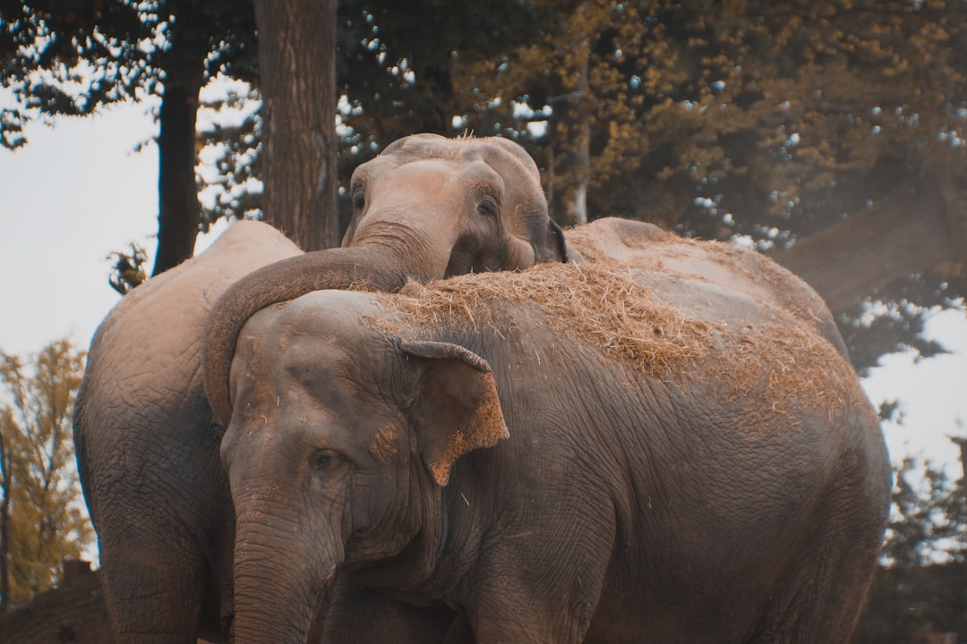 Why Elephants Are Particularly Vulnerable (Image Credits: Unsplash)