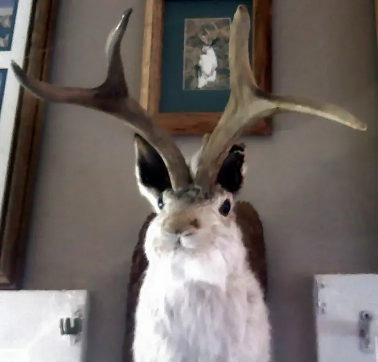The Jackalope: America's Horned Hoaxer (Image Credits: Wikimedia)