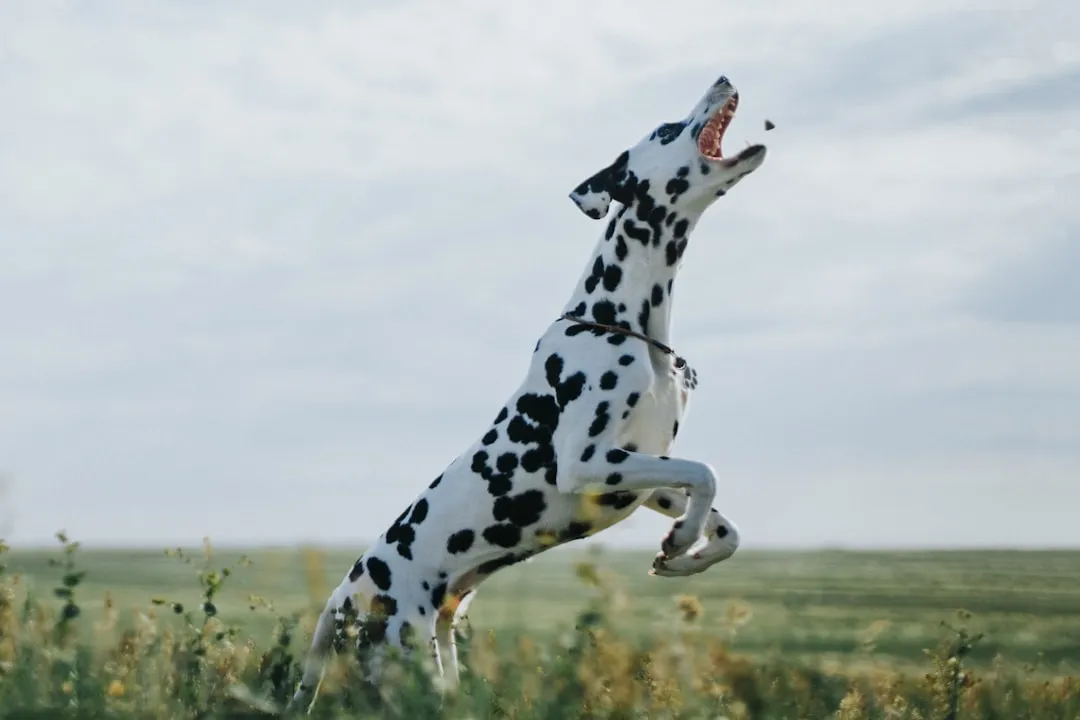 #25 - Dalmatian: High-Octane Athlete in a Polka-Dot Suit (Unravels) (Image Credits: Unsplash)