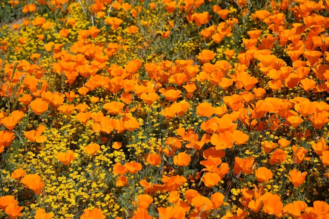#3 - California Poppy (Eschscholzia californica): The Drought Warrior That Arrives Uninvited and Stays Forever (Image Credits: Unsplash)