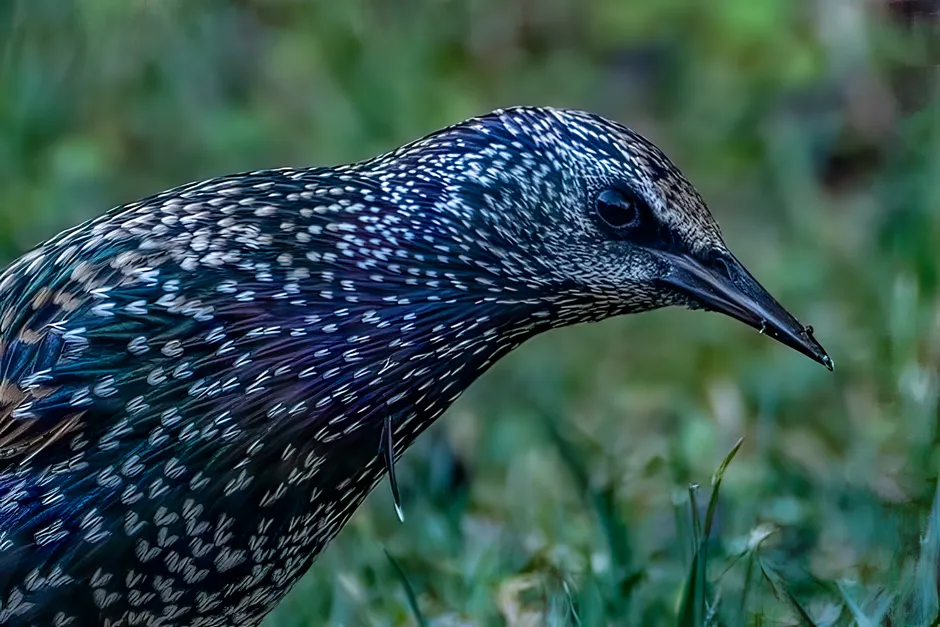 8. European Starling – Summer Insect Swarms To Winter Field And Feeder Raids (Image Credits: Pexels)