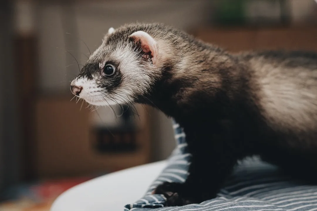 #1 Aries – The Fiery Heart That Needs an Adventurous Ferret (Image Credits: Unsplash)