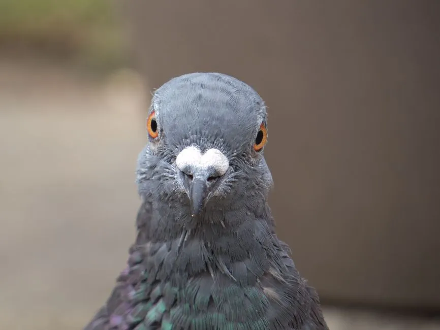 Ethical And Emotional Fallout: Rethinking “Just A Bird” (Image Credits: Pexels)