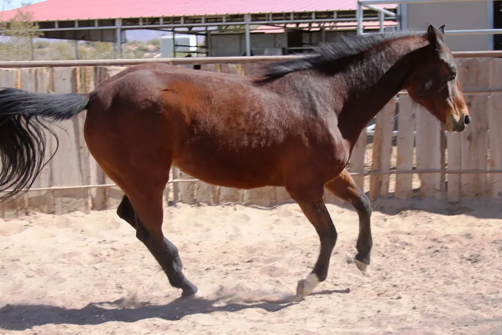 Cancer and the Morgan Horse (Image Credits: Flickr)