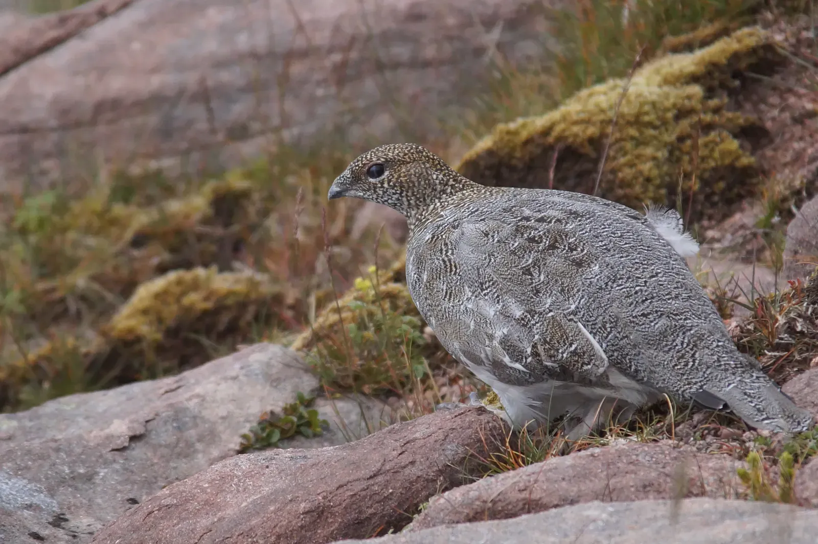 The Cost of Perfect Camouflage (Image Credits: Wikimedia)