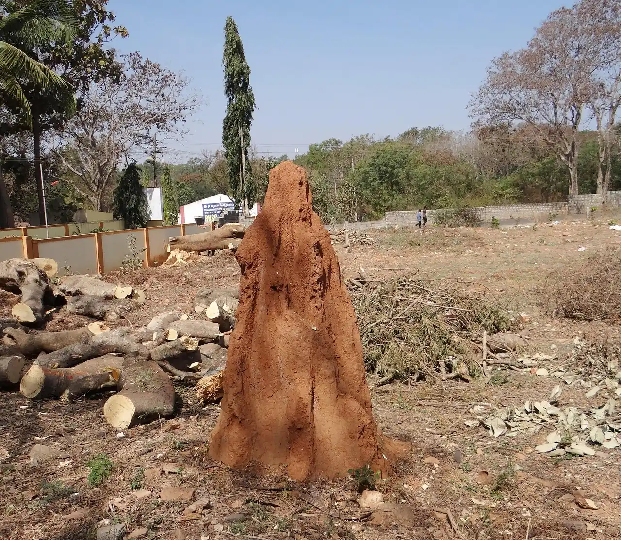 #8 - Termites: Tiny Bugs, Massive Earth-Movers (Image Credits: Pixabay)