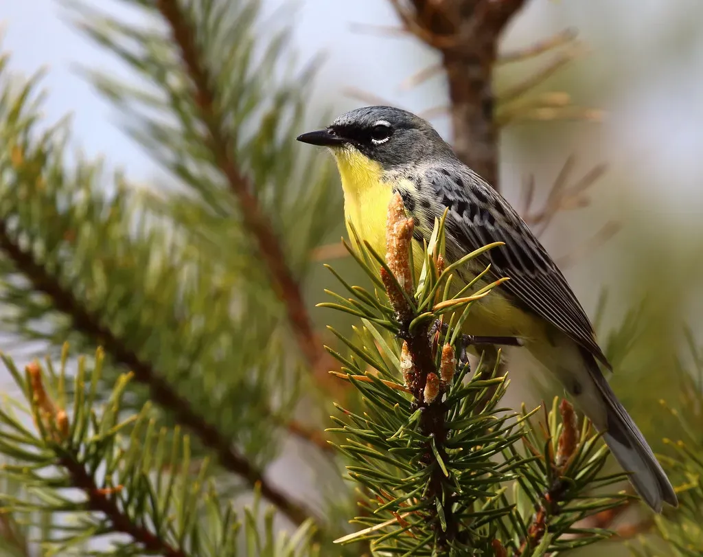 2. The Kirtland's Warbler: A Conservation Comeback Story (Image Credits: Flickr)