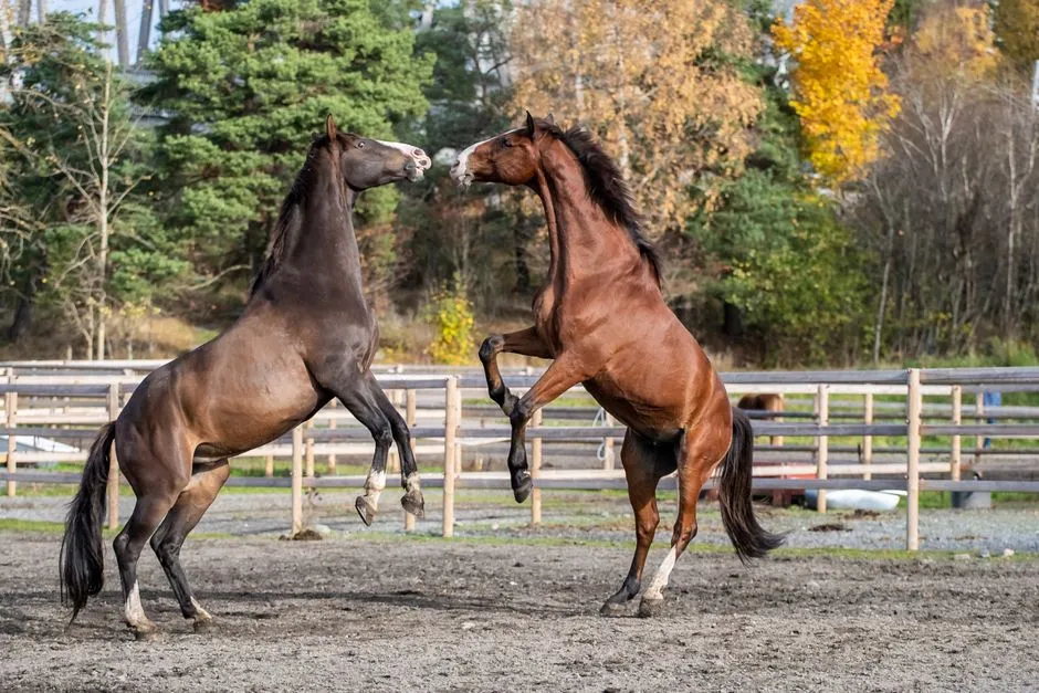 #3 - They Mirror Your Movements Like Velcro (Image Credits: Pexels)