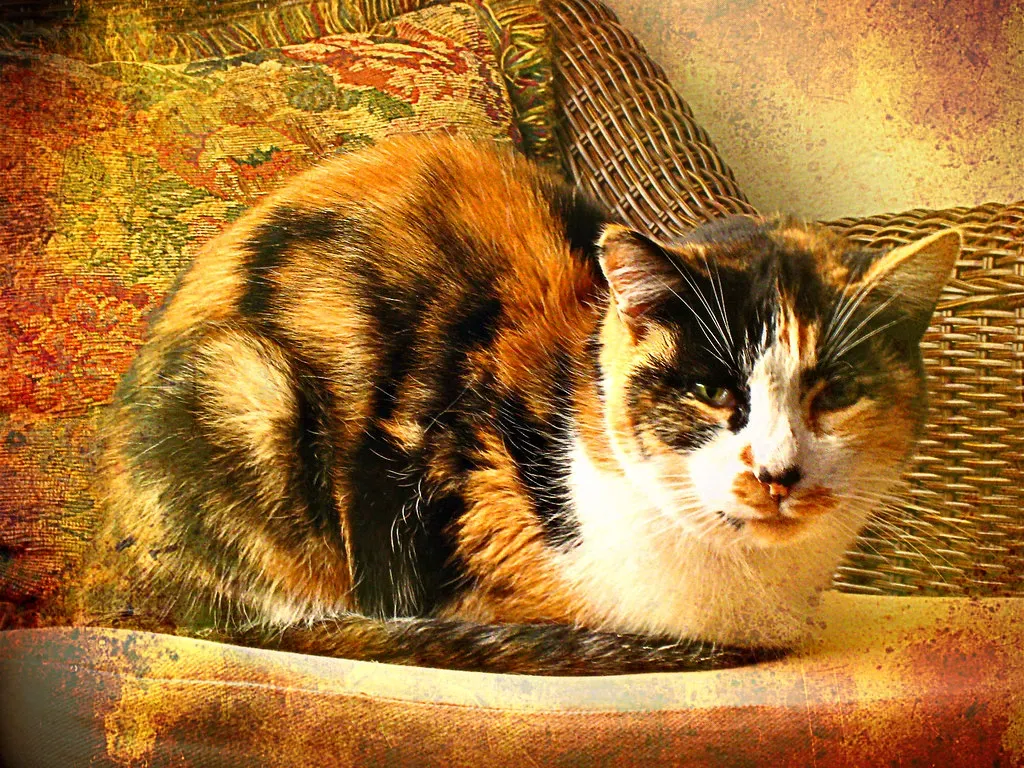 Cats Always Land on Their Feet (Image Credits: Flickr)