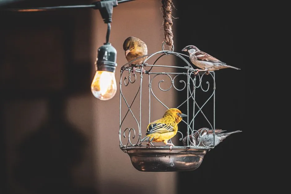 1. The Importance of Cage Size and Setup (Image Credits: Pexels)