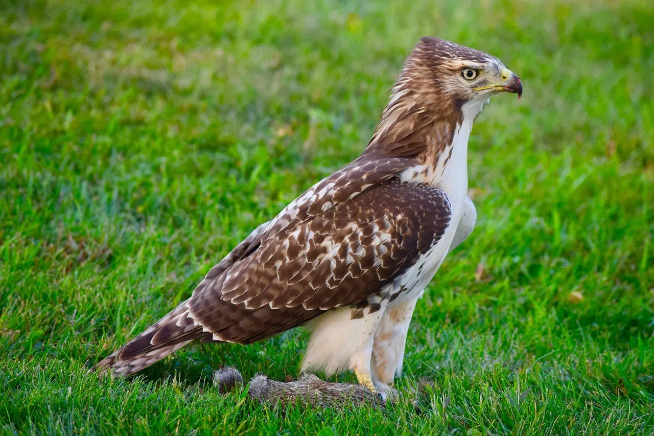Sagittarius (November 22 – December 21): The Hawk (Image Credits: Pixabay)