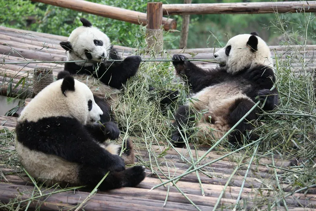 Giant Pandas: From Endangered Icon to Conservation Victory (Image Credits: Flickr)