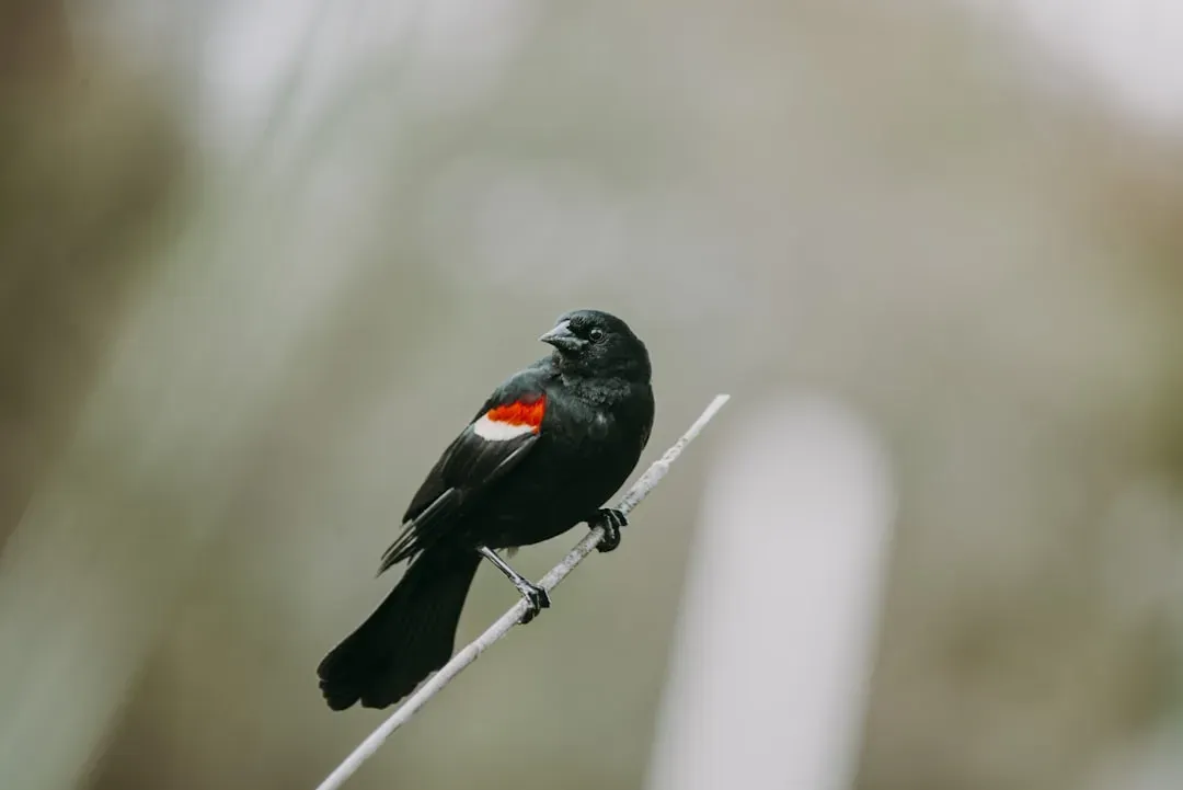 Red-winged Blackbird (Image Credits: Unsplash)