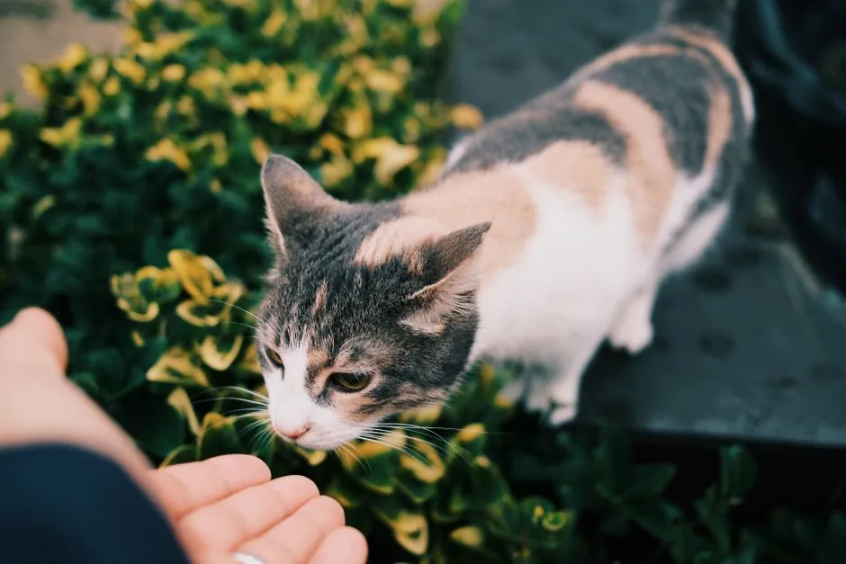 #5 - They Accept Uncomfortable Care Only From You (Image Credits: Pexels)