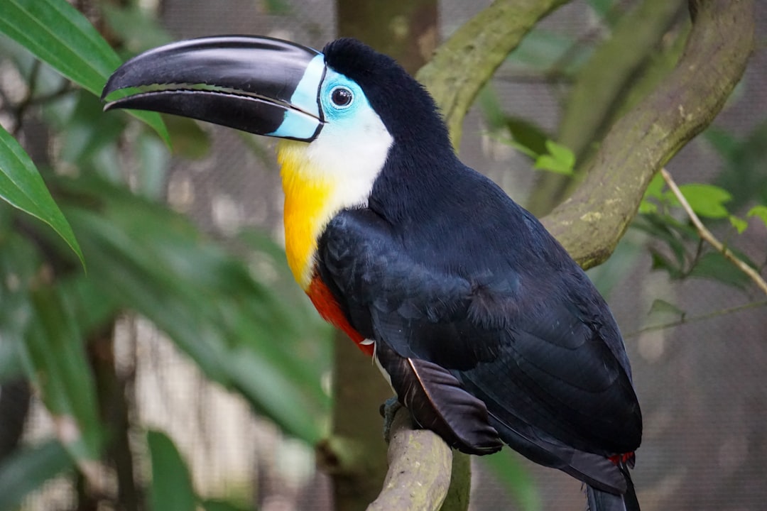 Sagittarius: The Adventurous Toucan (Image Credits: Unsplash)