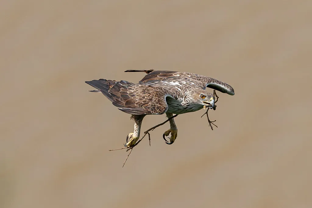 Libra &ndash; The Bonelli&rsquo;s Eagle: Graceful Partner and Sky Diplomat (Hari K Patibanda, Flickr, CC BY 2.0)