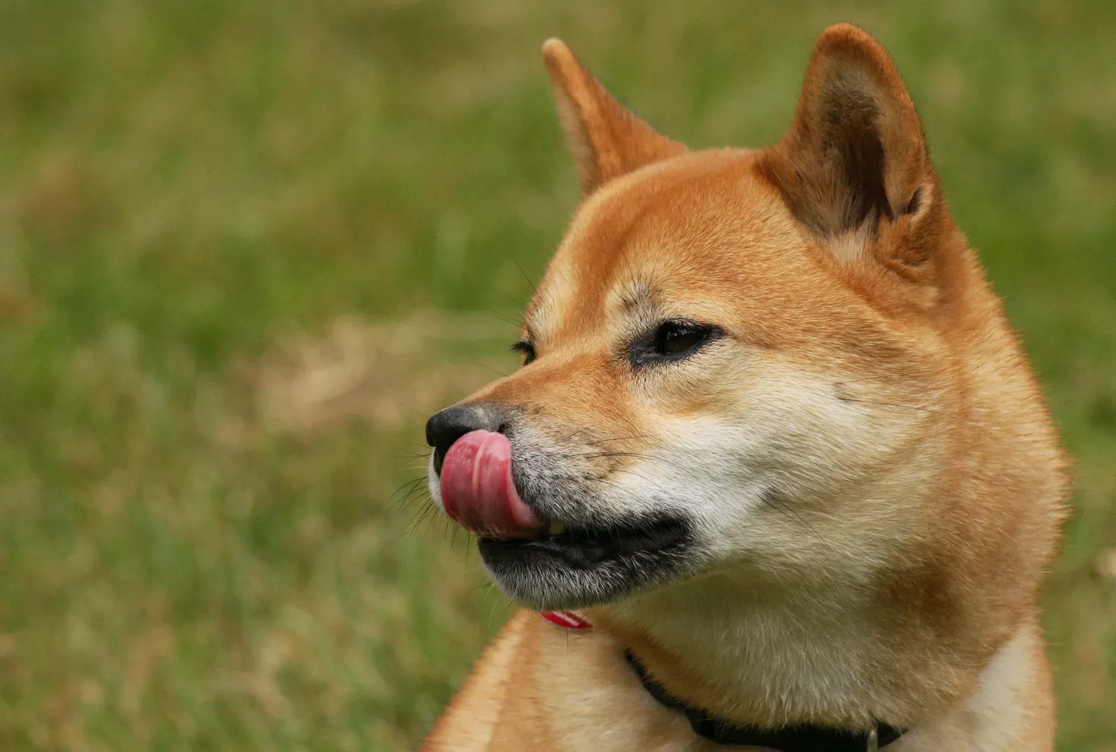 Shiba Inu (Flickr: Shiba Inu Kazumi, CC BY 2.0)
