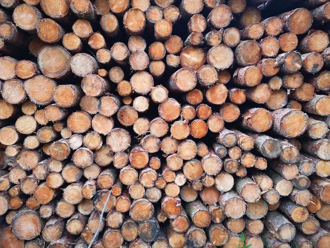 Cedarwood: The Toxic Terminator (Image Credits: Unsplash)