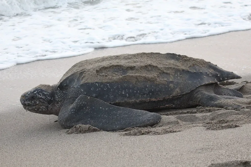 The Leatherback Sea Turtle: Ancient Navigator of the Open Ocean (Alastair Rae, Flickr, CC BY-SA 2.0)