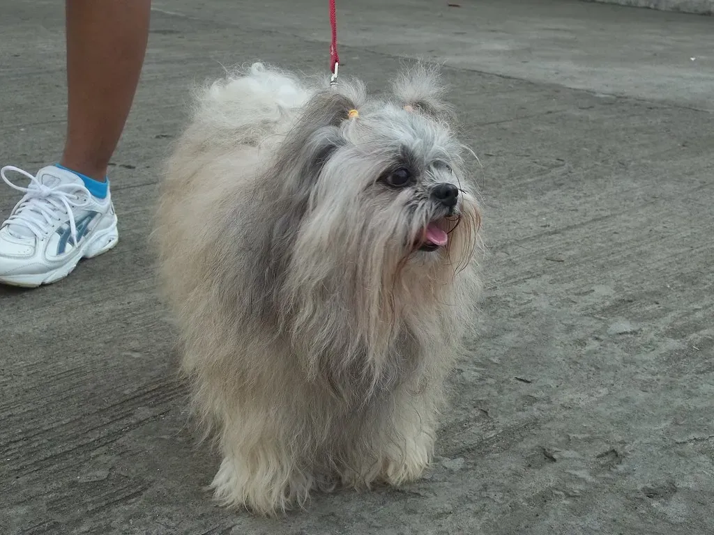 Shih Tzu: Low-Energy Royalty (Image Credits: Flickr)