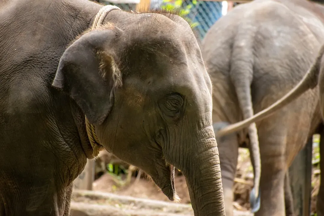 The Living Shield: Elephants and the Power of the Herd (Image Credits: Unsplash)