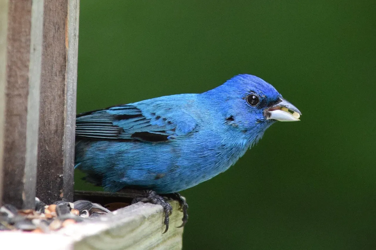 6. The Indigo Bunting: The Electric Blue Illusion (Image Credits: Pixabay)