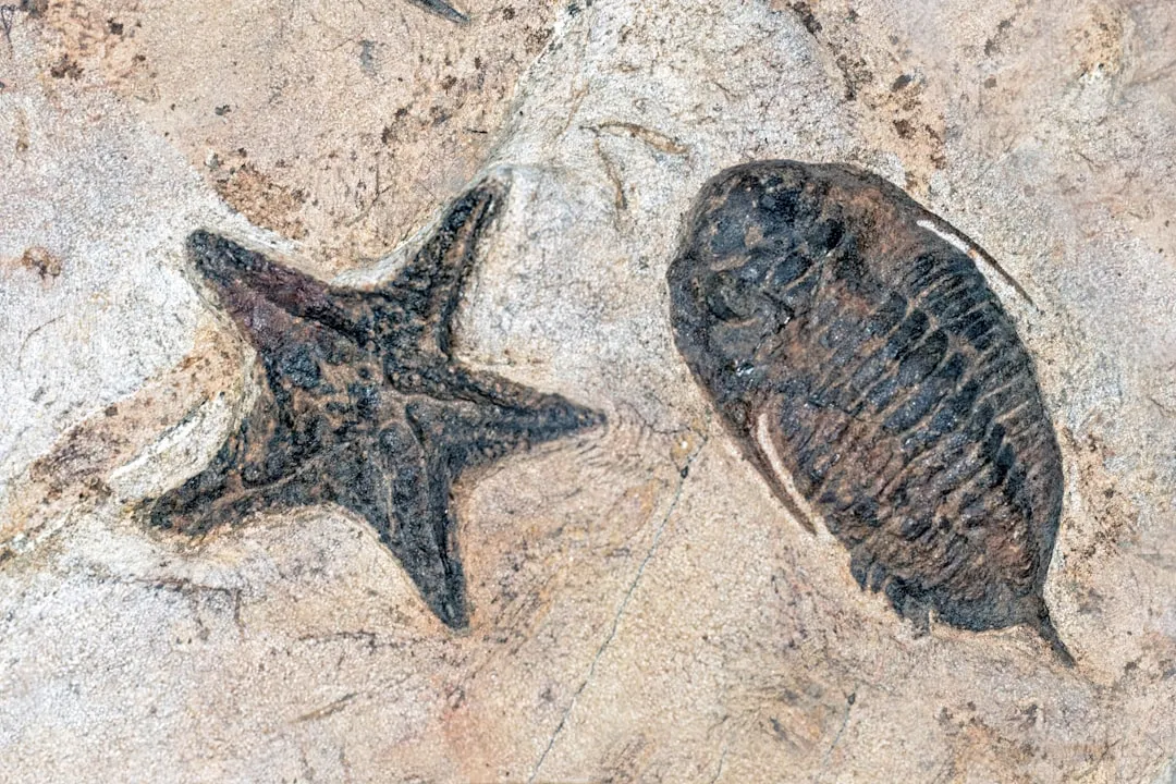 6. The park protects one of the richest Late Triassic fossil sites on Earth (Image Credits: Unsplash)