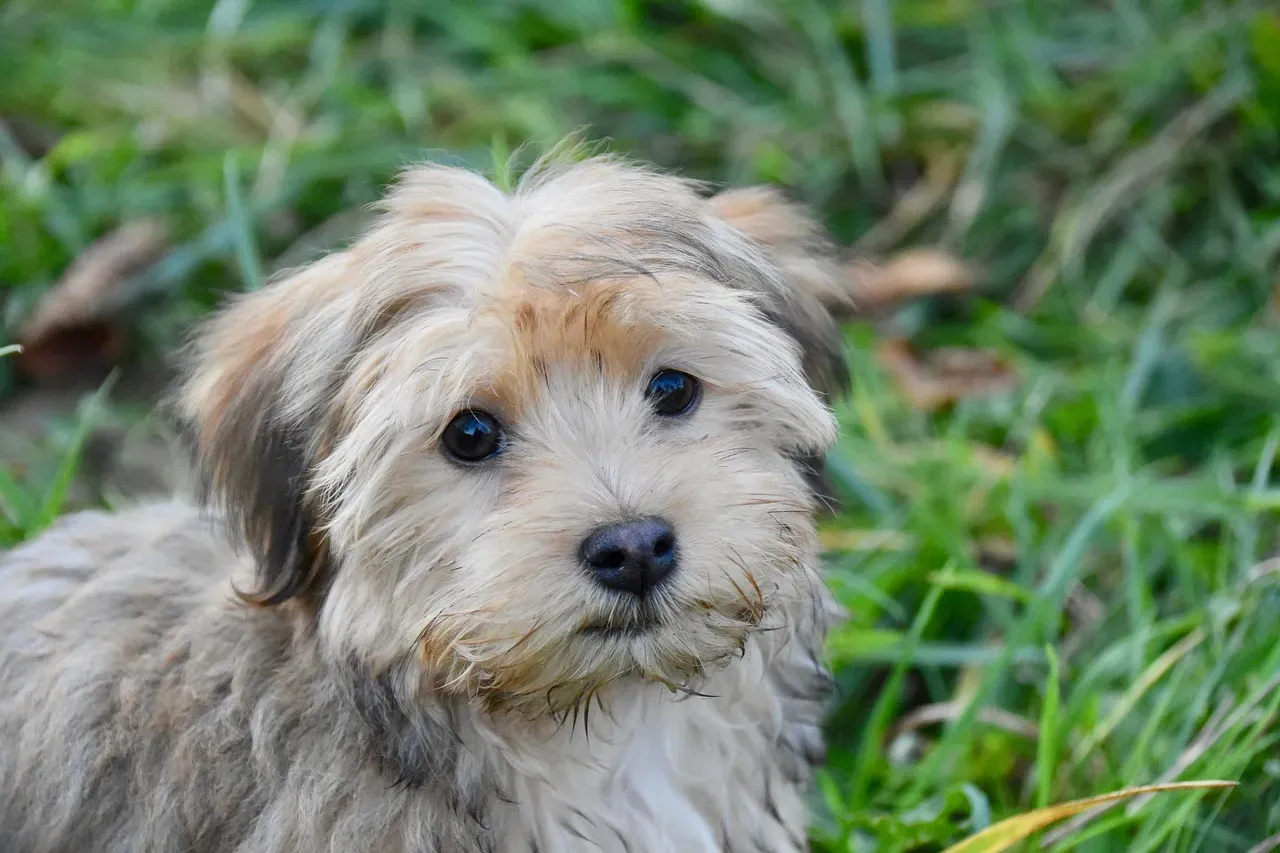Havanese: Playful and Quiet (Image Credits: Pixabay)