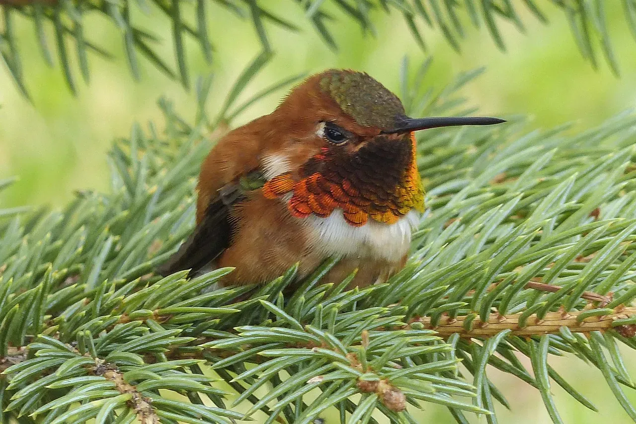 Allen's Hummingbird (Image Credits: Pixabay)