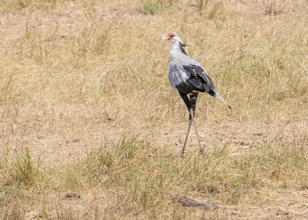 7. They Stay Venom‑Aware and Keep Their Vital Parts Out of Reach (Image Credits: Unsplash)