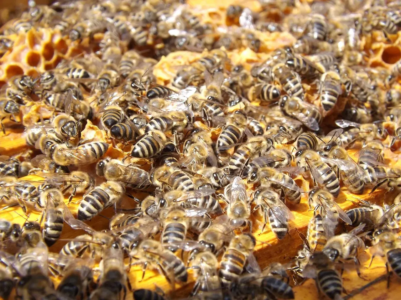 Colony Collapse Disorder in Honeybees (Image Credits: Pixabay)