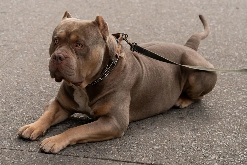 #18 - Mixed Bully-Type Dogs: The Catch-All Category (Image Credits: Pexels)