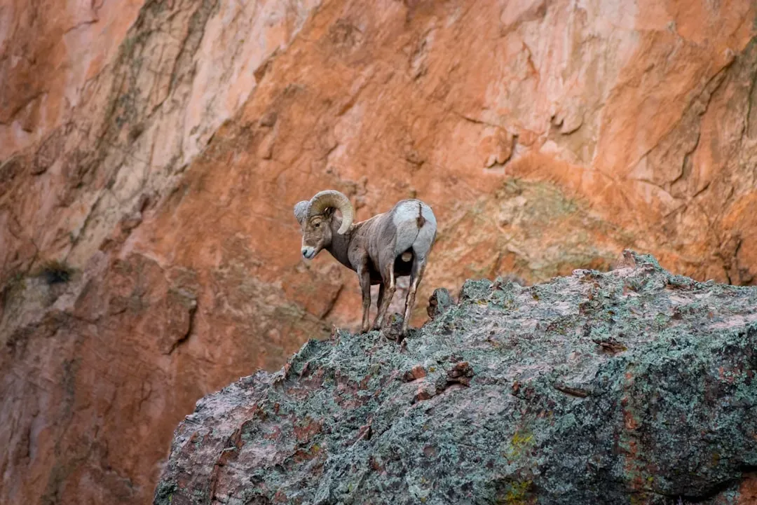 Colorado: The Rocky Mountain Giant (Image Credits: Unsplash)