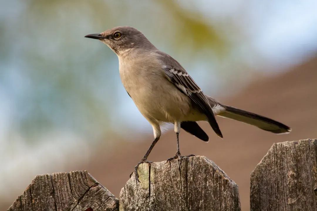 Northern Mockingbird (Image Credits: Unsplash)