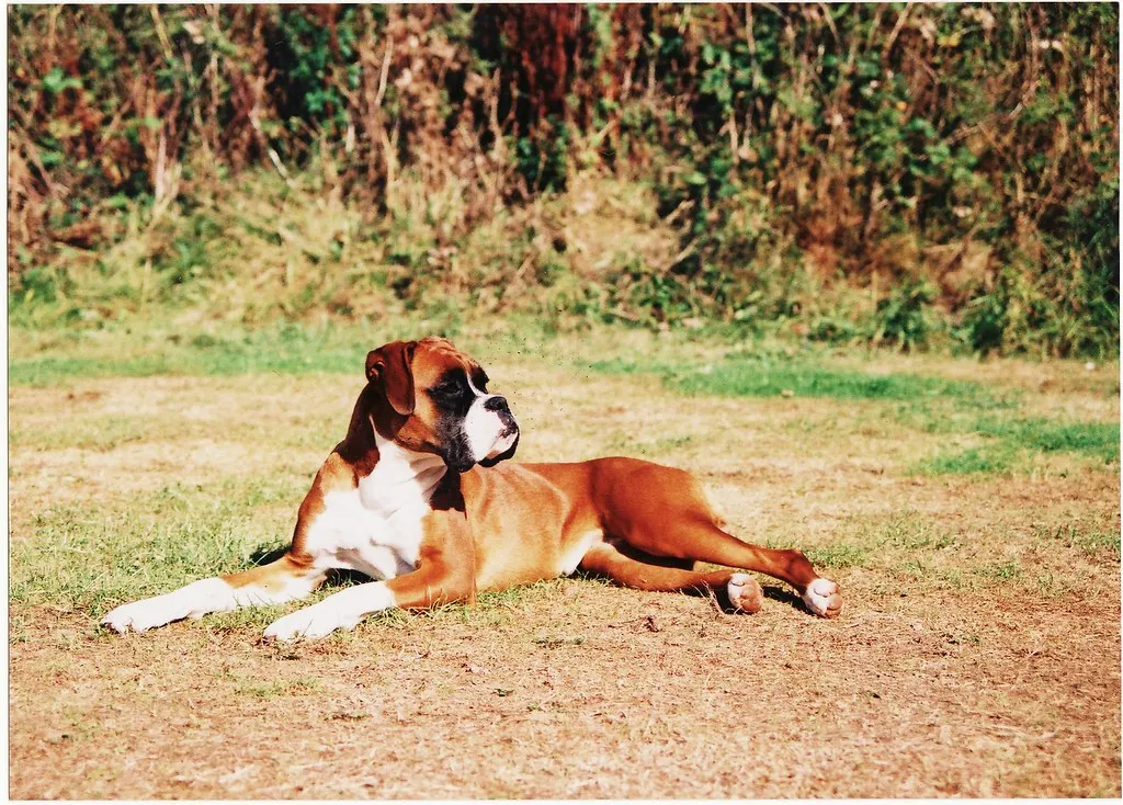 #6 - Boxer: All Muscle, No Off Switch (Until There Is) (Andrew Bone (Weymouth), Flickr, CC BY 2.0)
