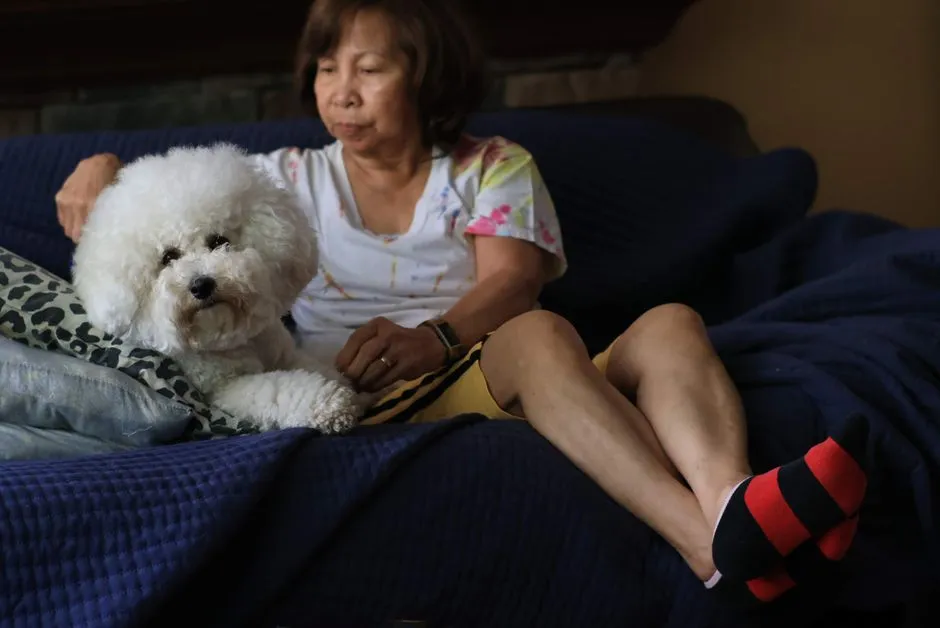 #27 - Bichon Frise: Happy, But Not Hyper (Generally Settles Fast) (Image Credits: Pexels)