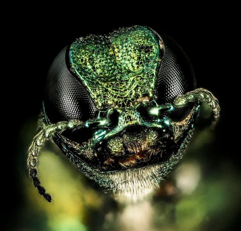 What the Beetle Actually Does to a Tree (Image Credits: Flickr)