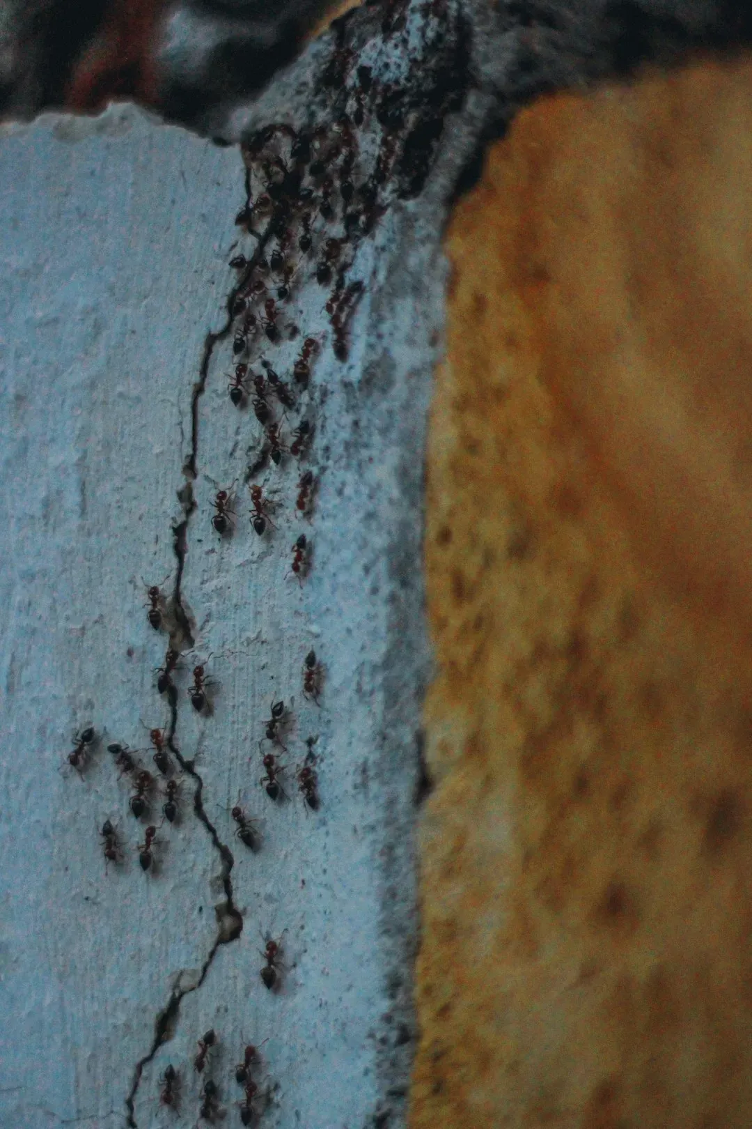 Clogged Gutters Creating a Termite Paradise (Image Credits: Unsplash)
