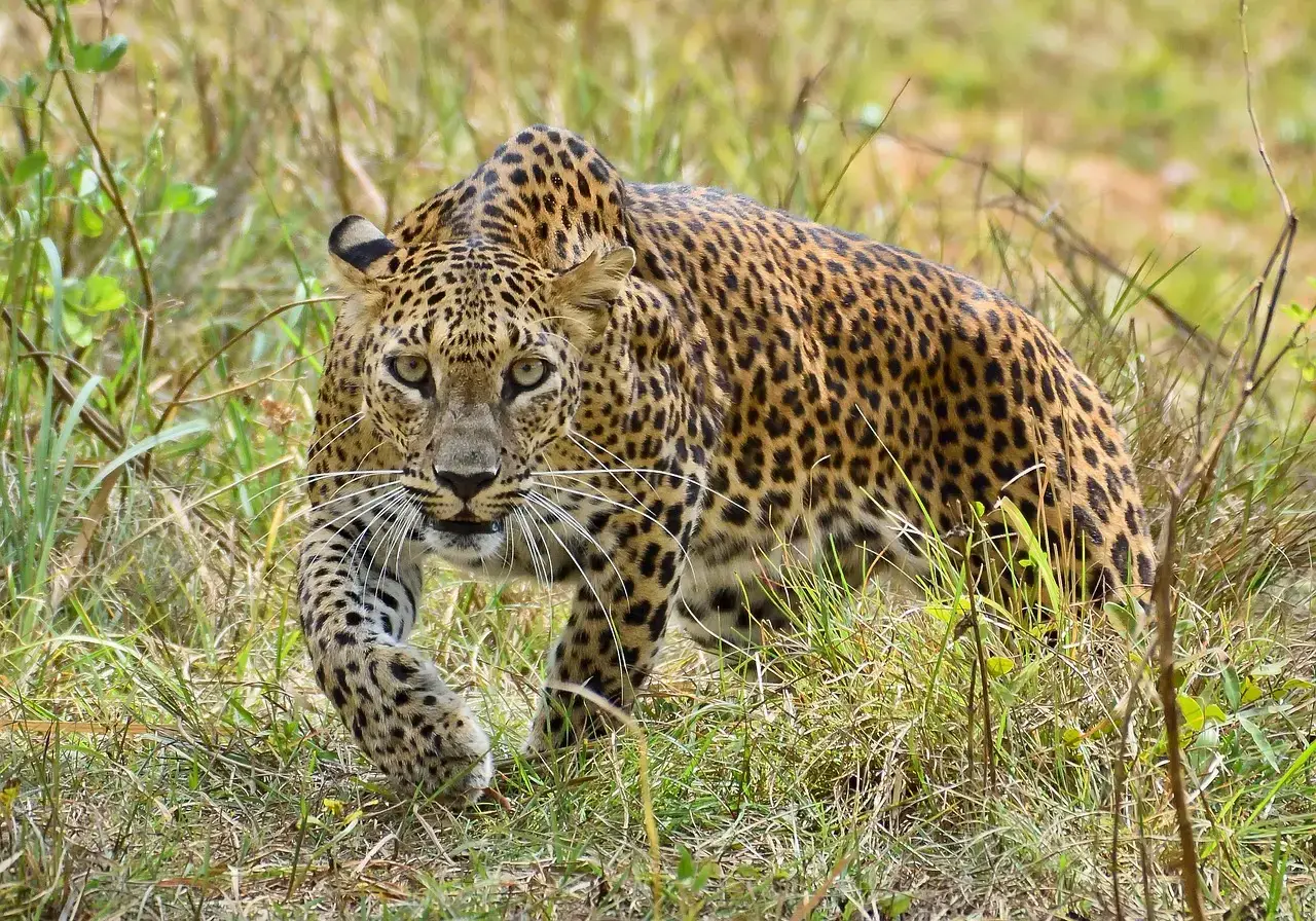 The Leopard: Master of Stealth (Image Credits: Pixabay)