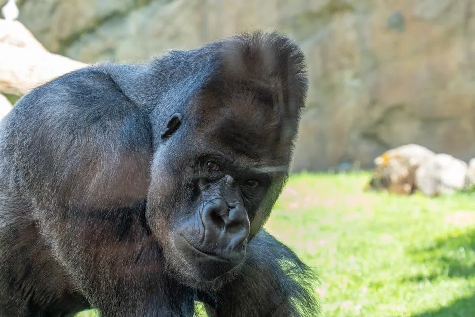 Gorilla: The Gentle Giant (Image Credits: Pexels)
