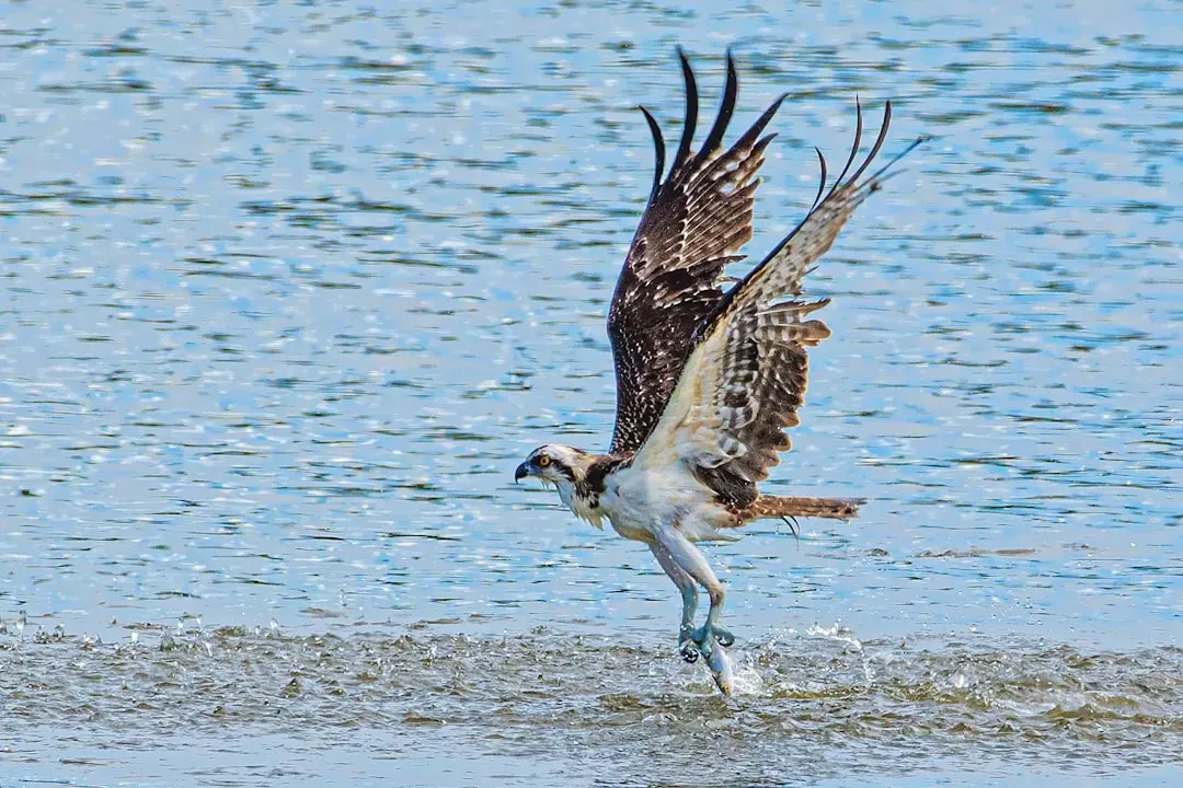 6. It Always Carries Its Fish Head-First, Like a Pro (Image Credits: Unsplash)
