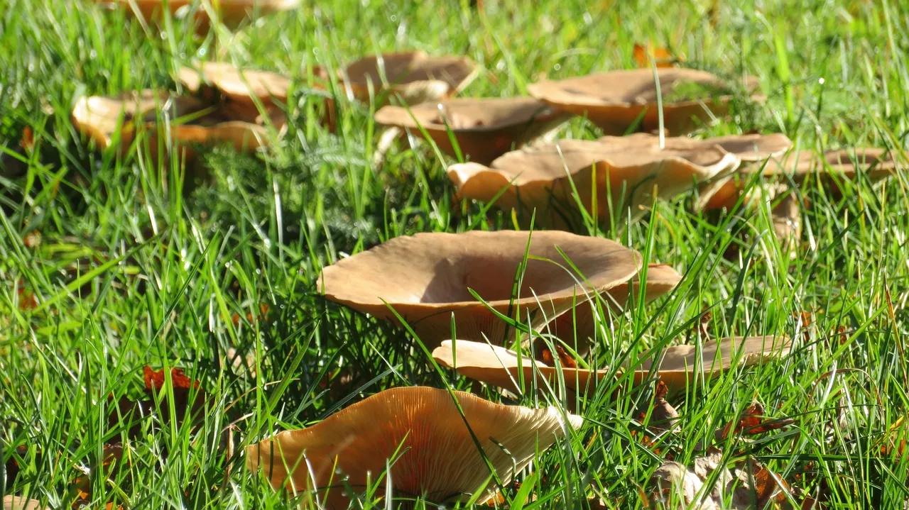The Science Behind Fairy Rings (Image Credits: Pixabay)