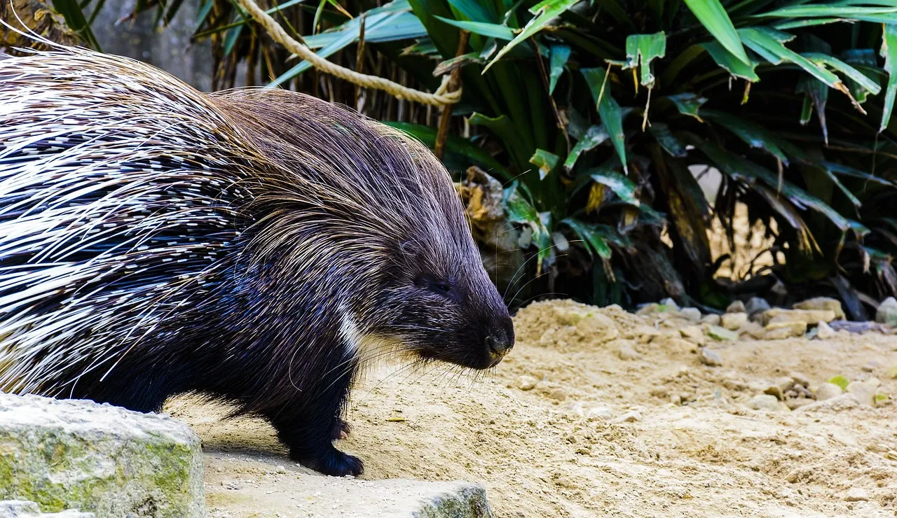 They Use Quills Within A Larger Toolkit, Not As A One‑Trick Defense (Image Credits: Pixabay)