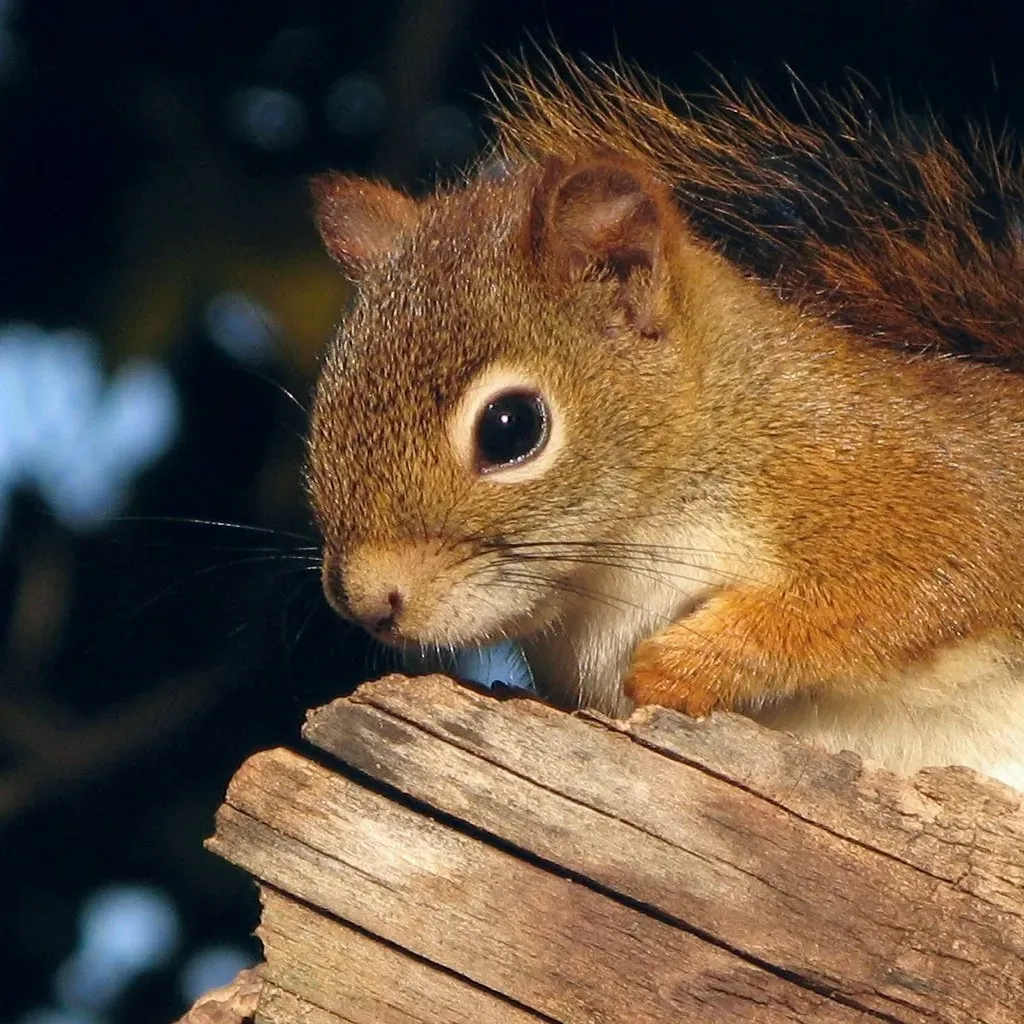 They Recognize Your Face (originally posted to Flickr as &Eacute;cureuil roux -- Red Squirrel (close-up), CC BY 2.0)