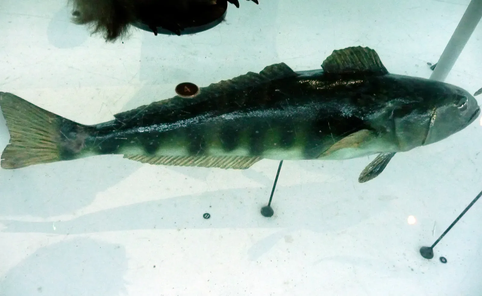 Bar-Headed Geese's Neighbor in Extremity: The Antarctic Toothfish (By Citron, CC BY-SA 3.0)