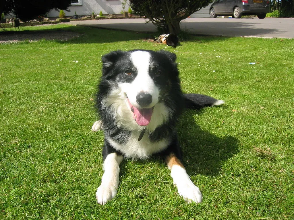 Conclusion: Your Dog Is Probably Telling You They're Fine (schwuk, Flickr, CC BY-SA 2.0)