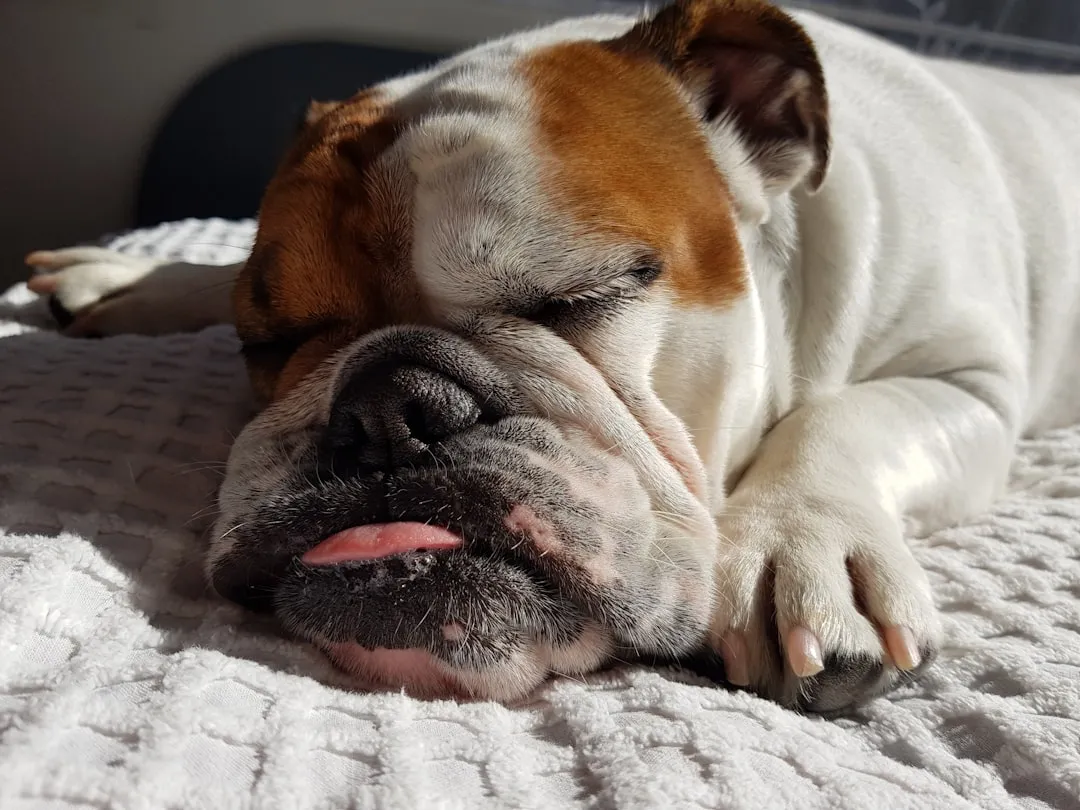 #16 - English Bulldog: Heavy Body, Surprisingly Low-Key Indoors (Image Credits: Unsplash)